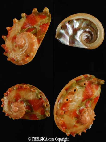 Haliotis (Marinauris) brazieri 31.04 mm Gem -0