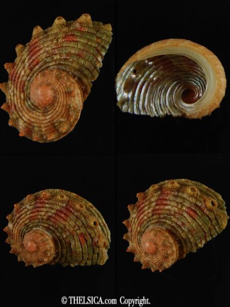 Haliotis (Marinauris) brazieri hargravesi 24.65 mm Gem -0