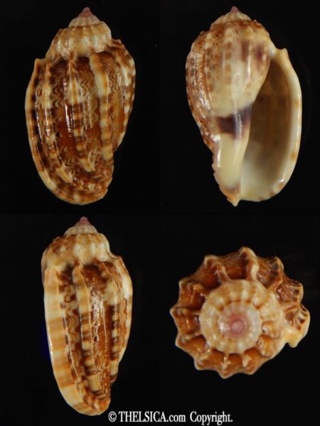 Harpa amouretta 41.72 mm Gem-0