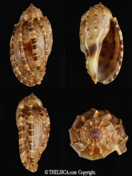 Harpa amouretta 41.81 mm Gem -0