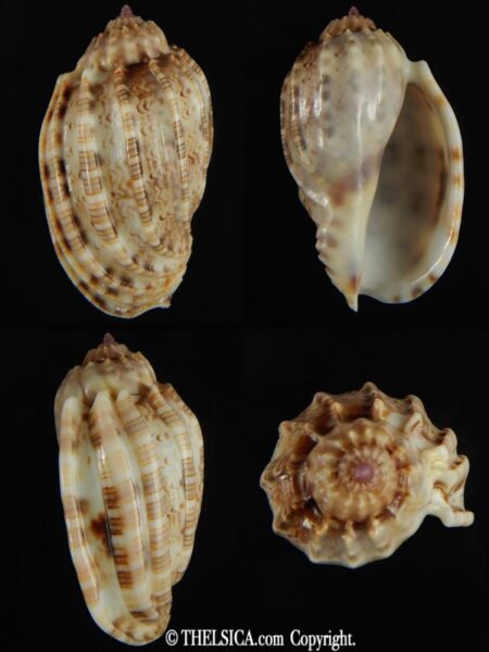 Harpa amouretta 45.23 mm Gem -0