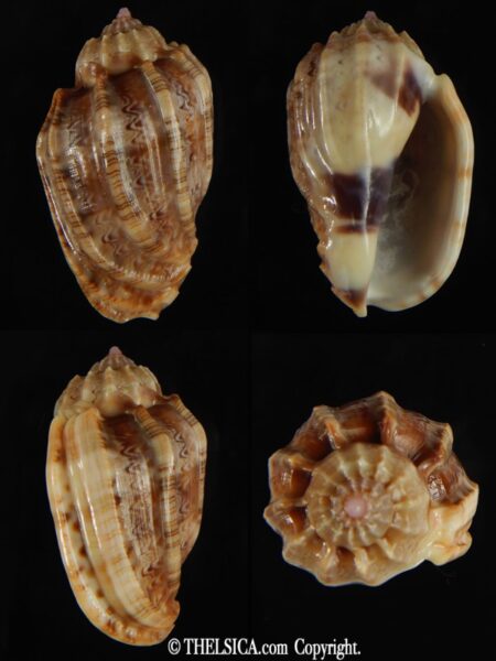 Harpa amouretta crassa 42.16 mm Gem-0