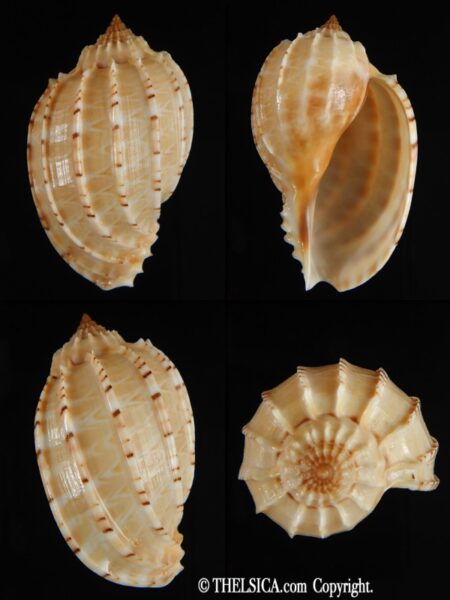 Harpa articularis 55.23 mm Gem-0