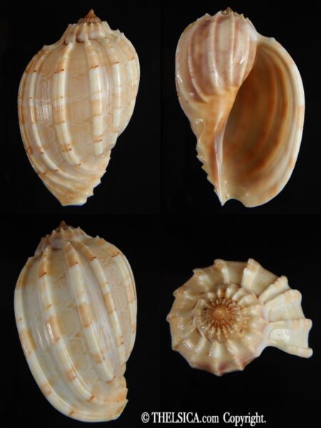 Harpa articularis 67 mm Gem-0