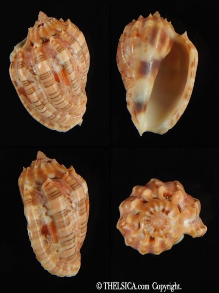 Harpa doris robusta 31.05 mm Gem-0