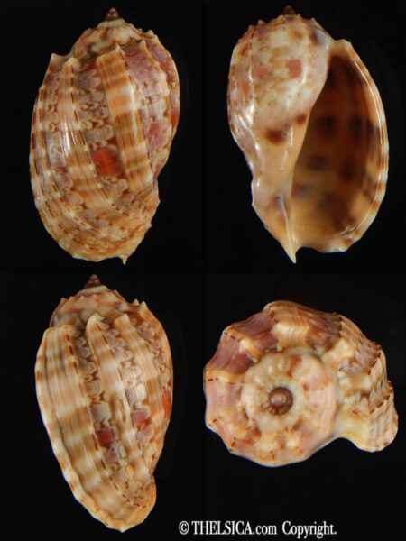 Harpa doris robusta 37.51 mm Gem-0
