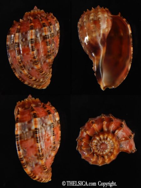 Harpa harpa 42.90 mm Gem-0