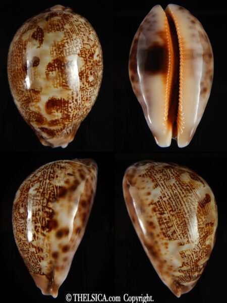 Leporicypraea mappa curvati 67.05 mm Gem-0