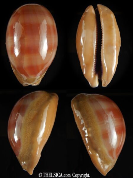 Lyncina leviathan leviathan .. GIANT ... 86.35 mm F+++/Gem-0