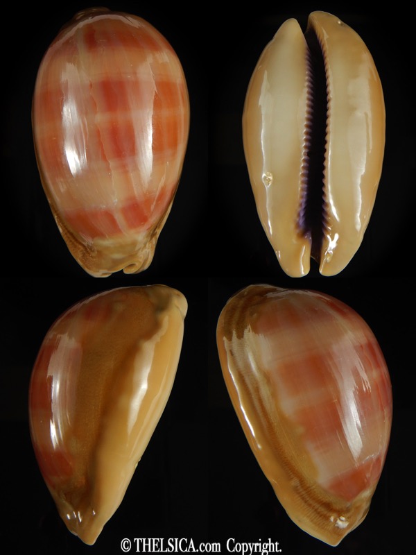 Lyncina leviathan leviathan ..Giant size .. 84.53 mm F+++/Gem -0