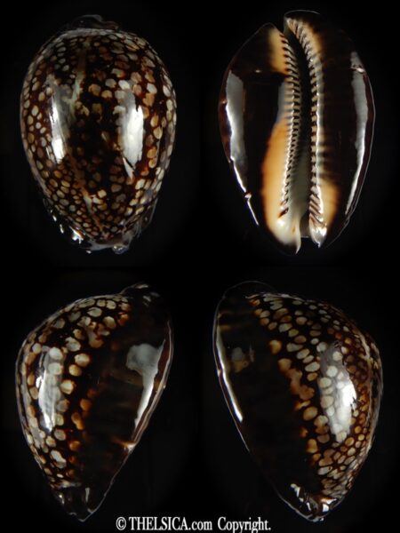 Mauritia maculifera maculifera .. BLACK ... 72.29 mm Gem-0