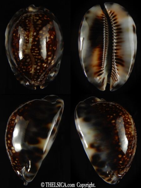 Mauritia maculifera maculifera .. Dark .. 66.64 mm Gem-0