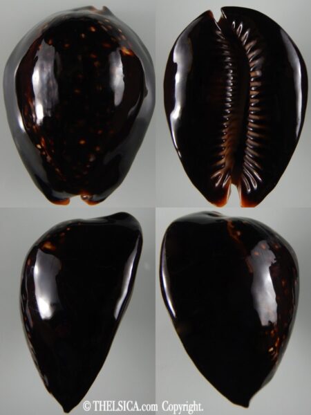 Mauritia mauritiana ... BLACK ... 77.46 mm Gem-0
