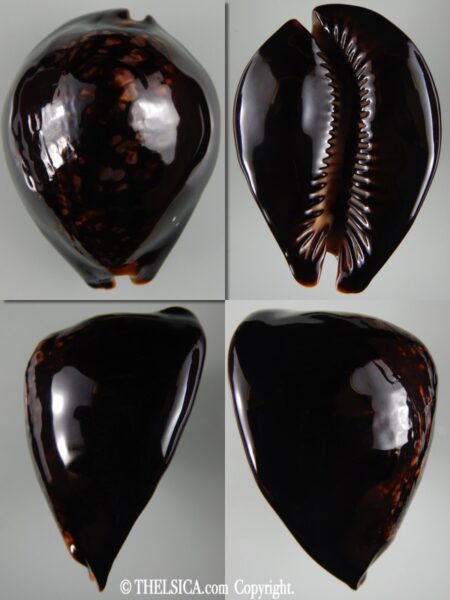 Mauritia mauritiana ... BLACK ... 85.10 mm Gem -0