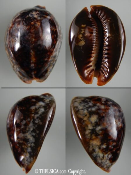 Mauritia mauritiana ...SP pattern ... 64.03 mm F+++/ Gem-0