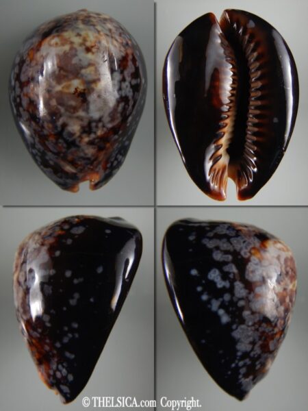 Mauritia mauritiana ...SP pattern ... 69.81 mm F+++/ Gem -0