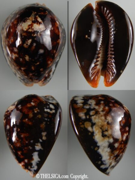Mauritia mauritiana ...SP pattern ... 70.68 mm F+++ -0
