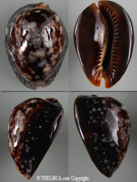 Mauritia mauritiana ...SP pattern ...71.75 mm F+++/ Gem -0