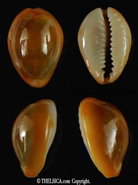 Monetaria annulus... rusty... 20 mm Gem-0