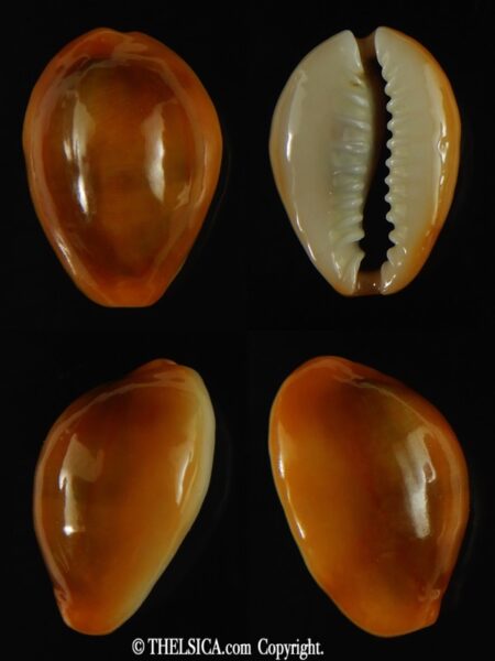 Monetaria annulus... rusty... 23.20 mm Gem-0