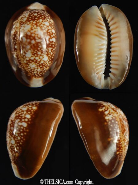 Monetaria caputophidii 34.82 mm gem-0