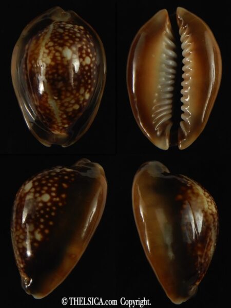 Monetaria caputserpentis .. Rostrate ... 28.20 mm Gem -0