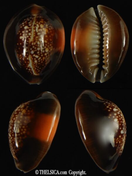 Monetaria caputserpentis aruni ... 27.1 mm Gem-0