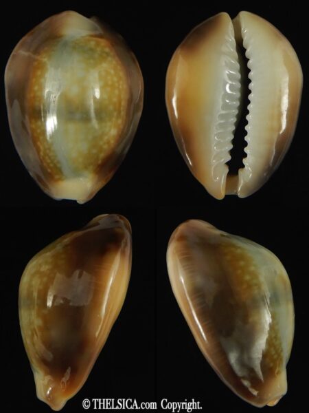 SP HYBRIDE!!! Monetaria caputserpentis/moneta .. Hybride ... 25.60 mm Gem -0