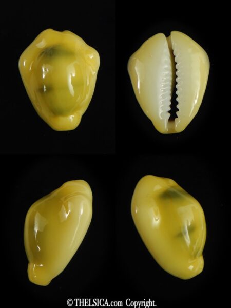 Monetaria moneta 21.89 mm Gem-0