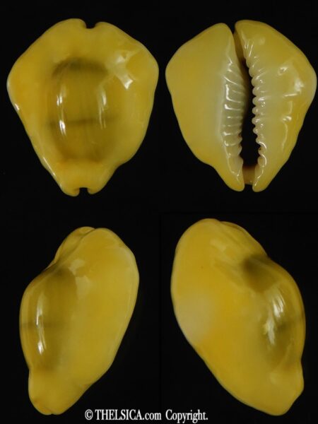 Monetaria moneta tuberculosa 20.60 mm Gem-0