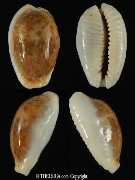 Naria erosa chlorizans ..opalised ... 34 mm Gem -0