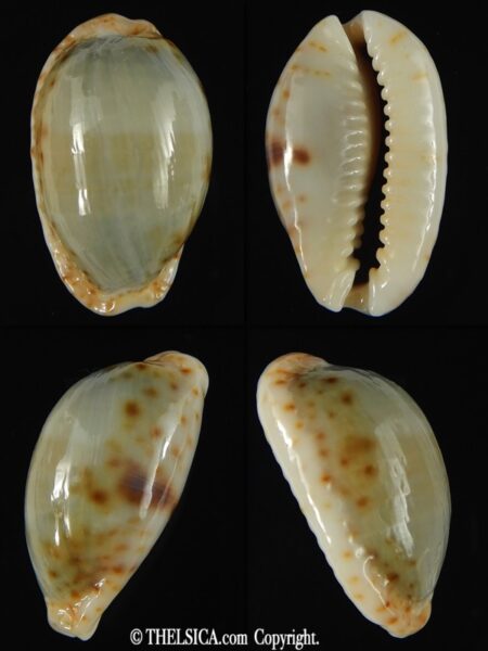 Naria erosa chlorizans ..SP no pattern ... 26.77 mm Gem-0