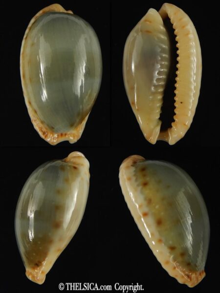 Naria erosa chlorizans ..SP no pattern ... 29.54 mm Gem-0