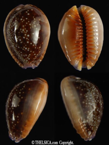 Naria helvola hawaiiensis 24.78 mm Gem-0