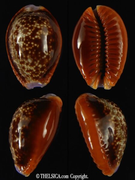 Naria helvola .. Big size ... 26.86 mm Gem -0