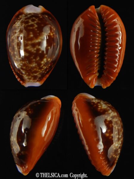 Naria helvola .. Big size ... 26.87 mm Gem -0
