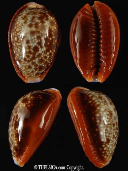 Naria helvola .. Big size ... 27.89 mm Gem -0