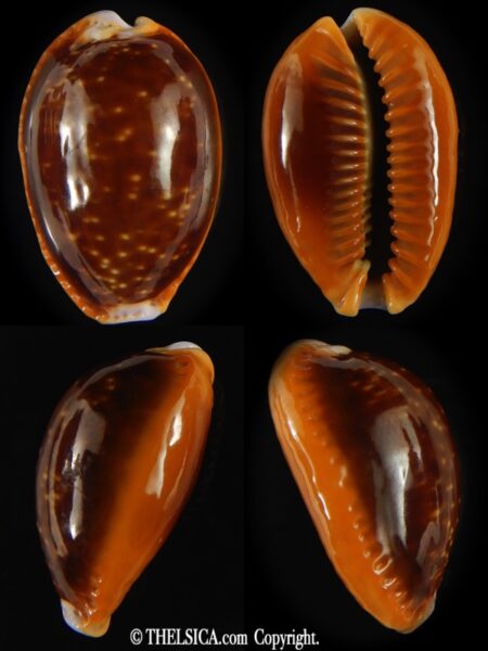 Naria helvola .. Big size ... 28.19 mm Gem -0