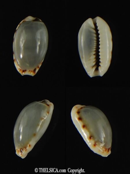 Naria labrolineata helenae..No pattern ... 12,65 mm Gem -0