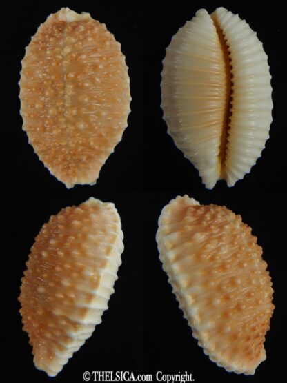 Nucleolaria granulata granulata ,,, Golden... 34.61 mm Gem-0