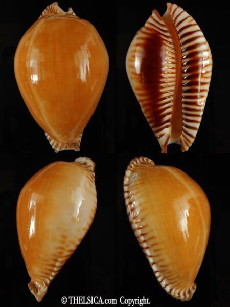 Perisserosa guttata azumai ...SP pattern... 59.46 mm F+++/Gem-0