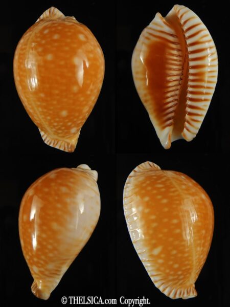 Perisserosa guttata azumai ...48.85 mm Gem-0