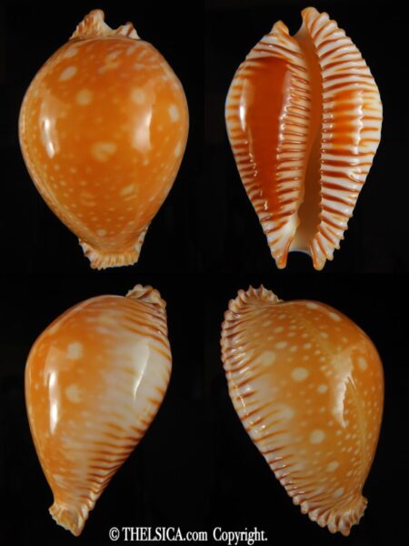 Perisserosa guttata guttata 64.77 mm Gem-0