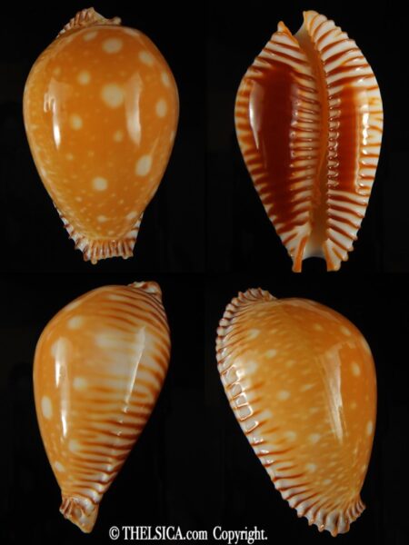 Perisserosa guttata guttata 60.19 mm Gem-0