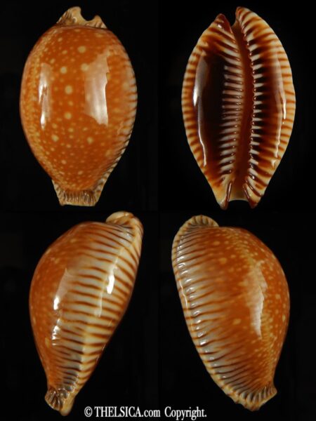 Perisserosa guttata surinensis bengalensis 52.40 mm Gem-0