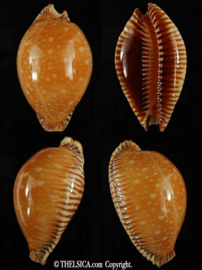 Perisserosa guttata surinensis bengalensis 52.70 mm Gem-0