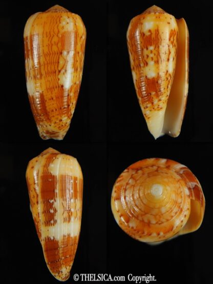 Pionoconus floccatus magdalenae 52.27 mm Gem-0