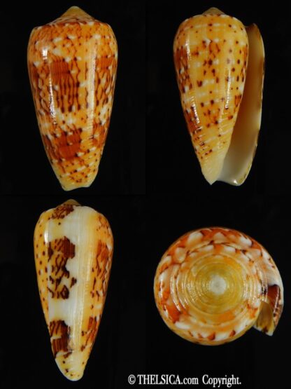 Pionoconus floccatus magdalenae 54.88 mm Gem-0