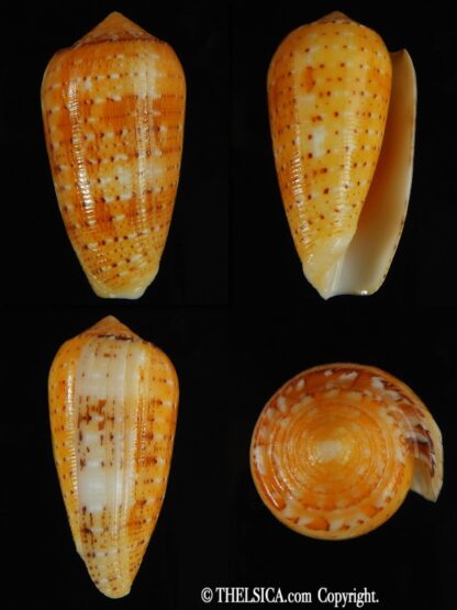 Pionoconus floccatus magdalenae 55.01 mm Gem-0