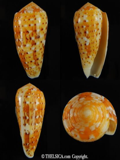 Pionoconus floccatus magdalenae 55.08 mm Gem-0